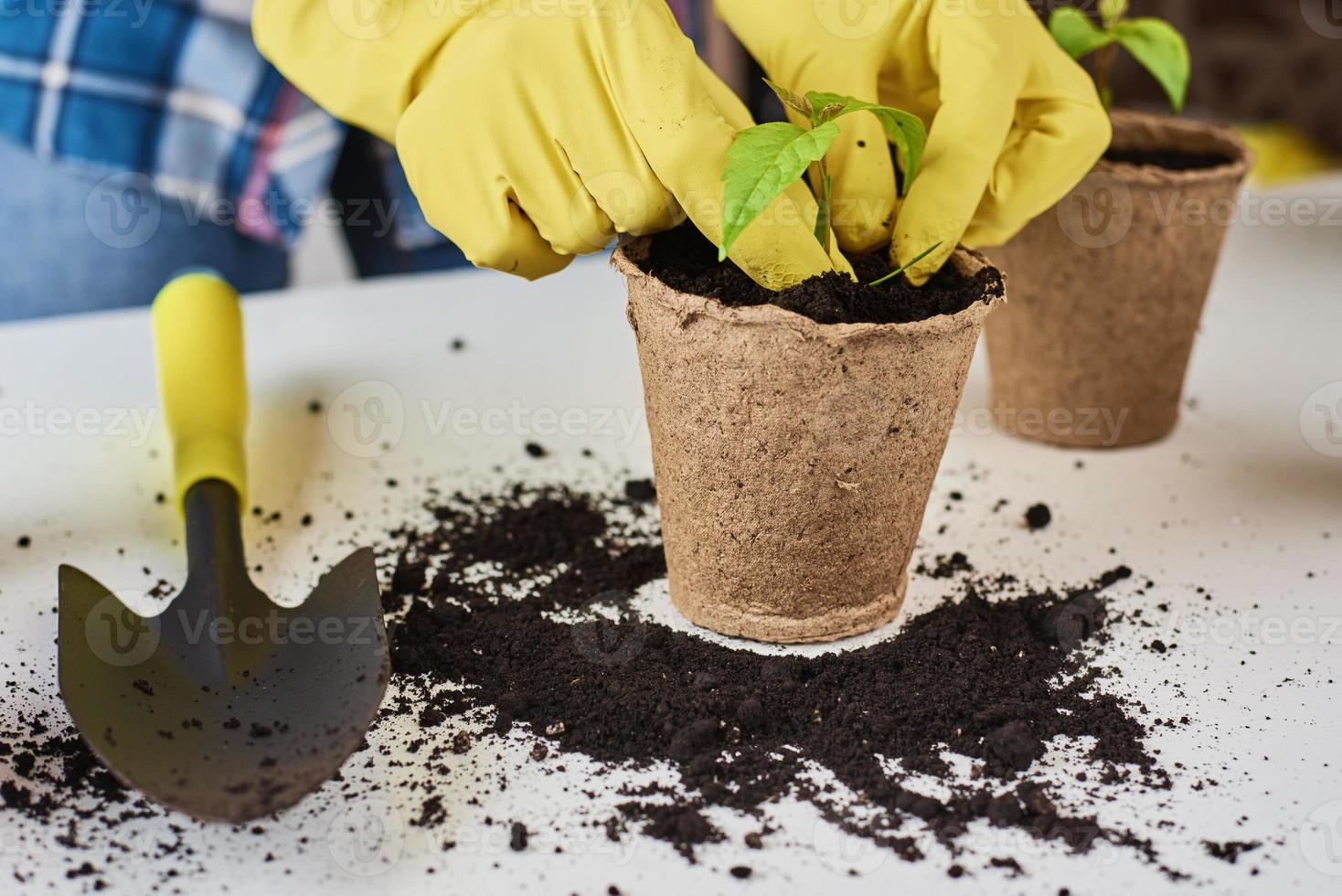 Woman hands in a yellow gloves transplating plant. Plant care concept photo