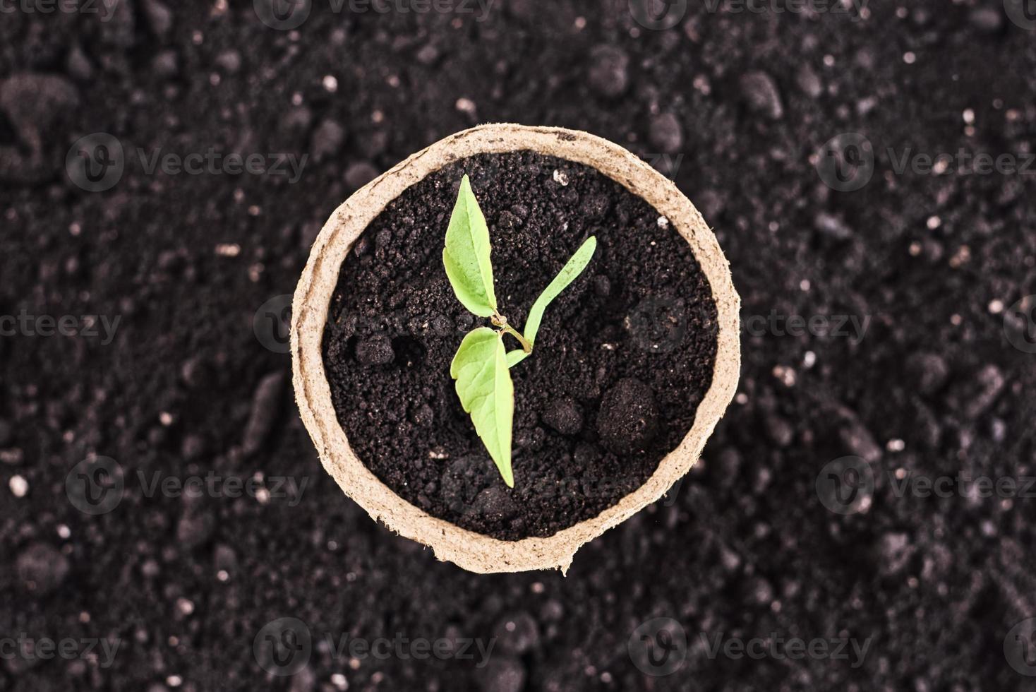 pot with a young plant against soil background, top view photo