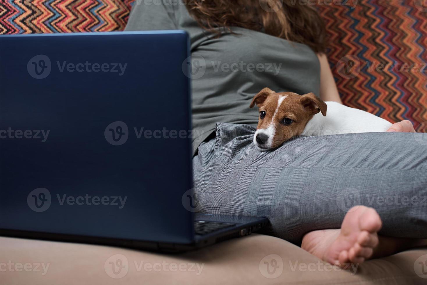 Woman working on laptop computer and jack russel terrier puppy dog on the sofa photo
