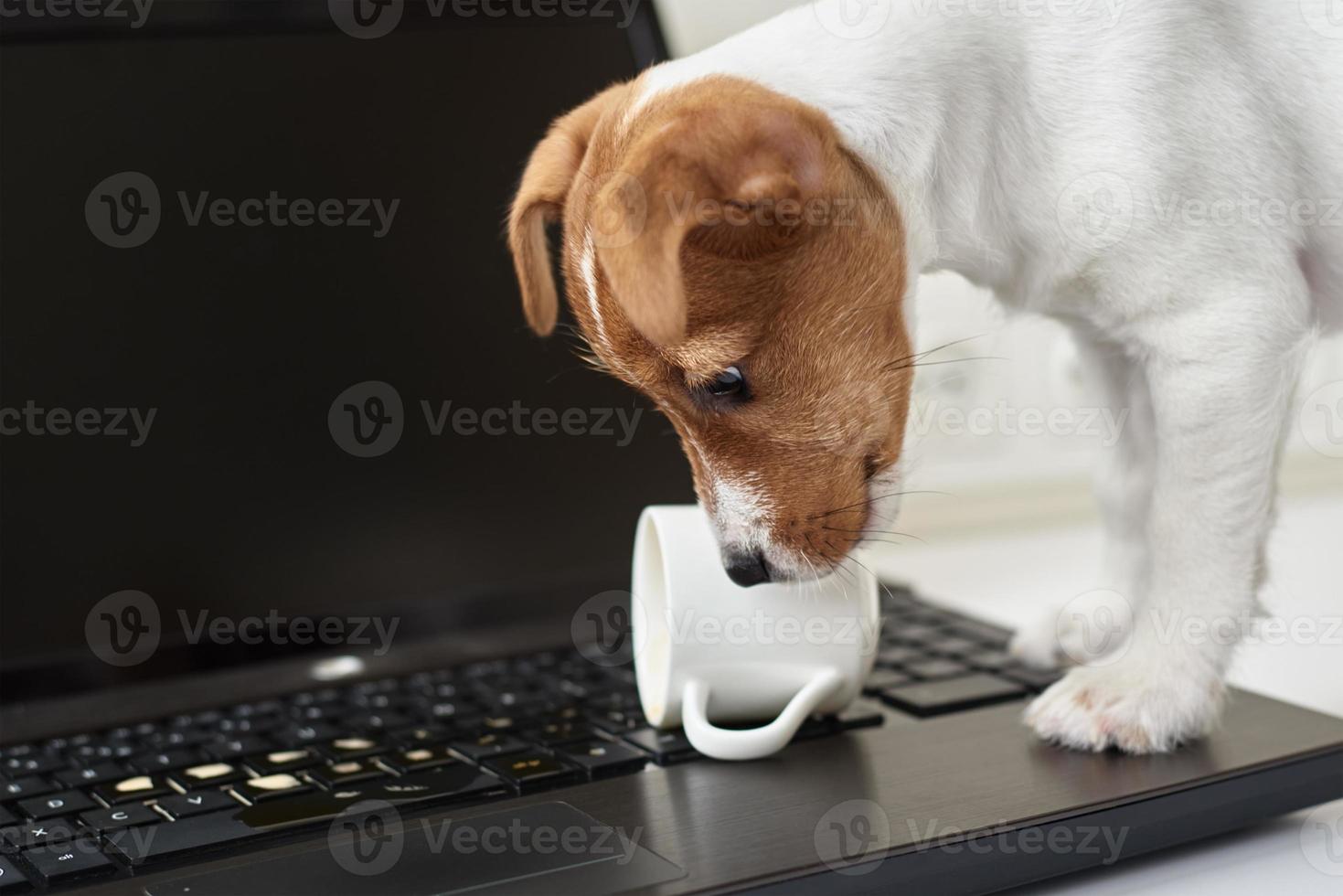 Dog spilled coffee on the computer laptop keyboard. Damage property from pet photo