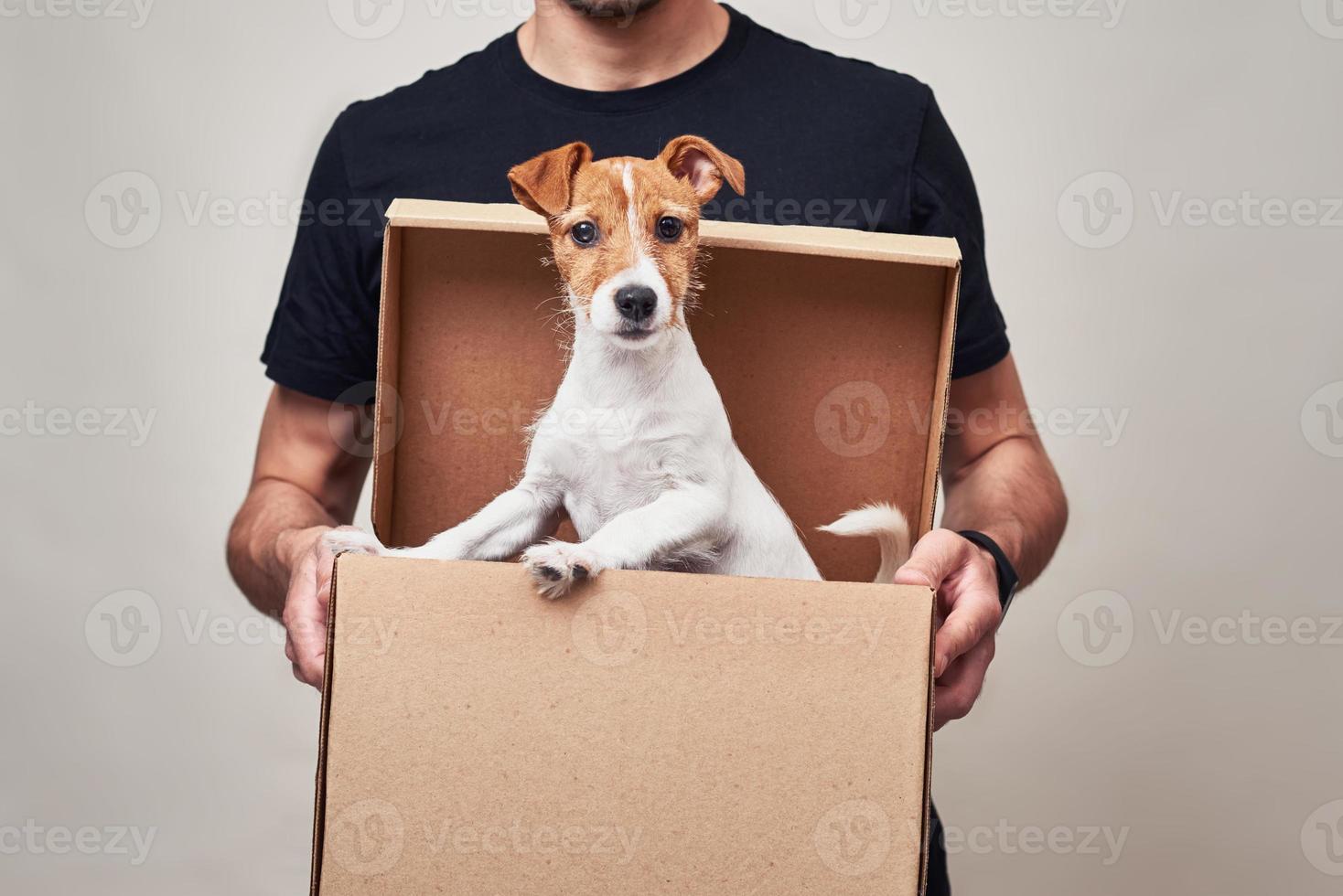 Dog in delivery cardboard box. Pet as a gift photo