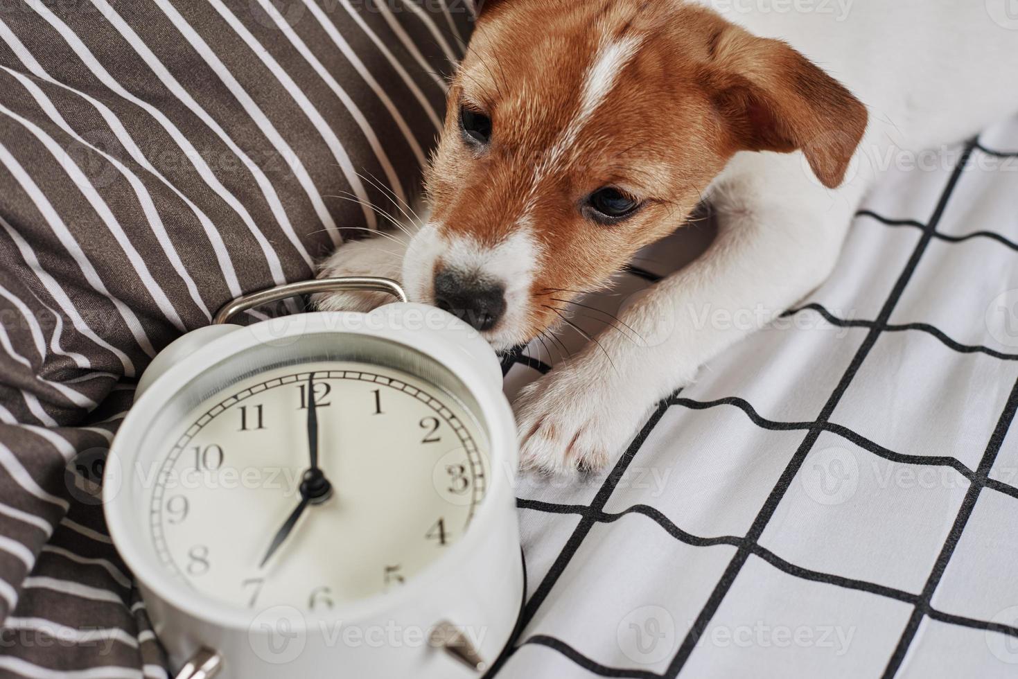 Jack russell terrier dog nibbles vintage alarm clock in the bed