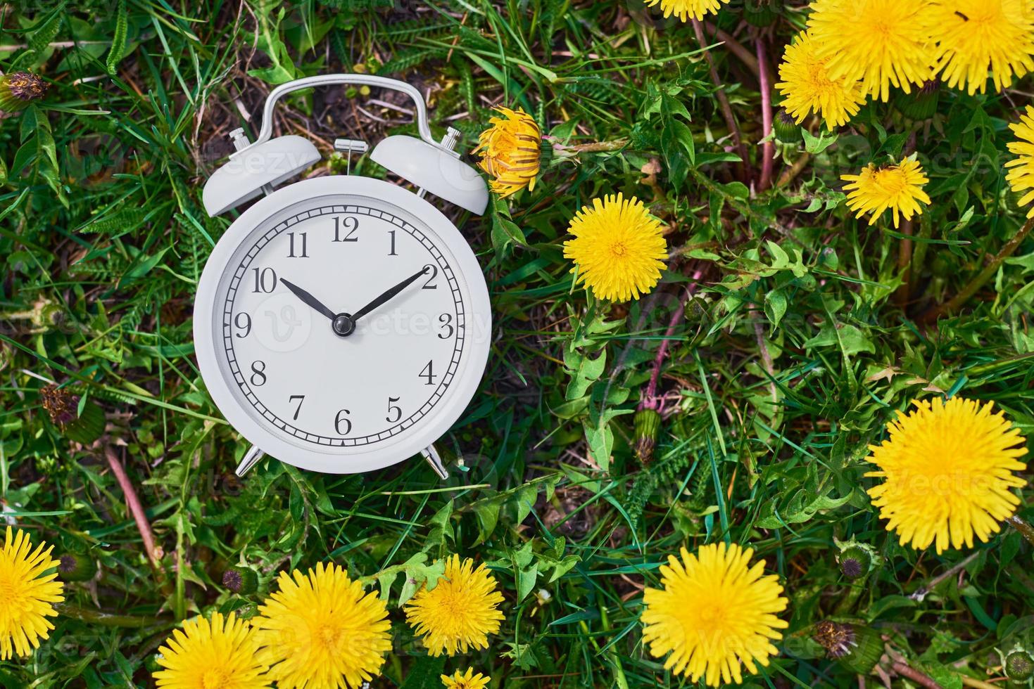 White vintage alarm clock in the grass with dandelion flowers. photo