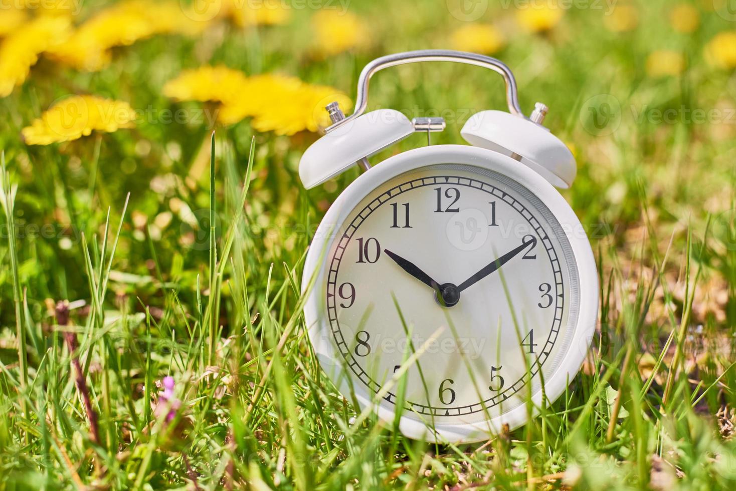 White vintage alarm clock in the grass with dandelion flowers. photo