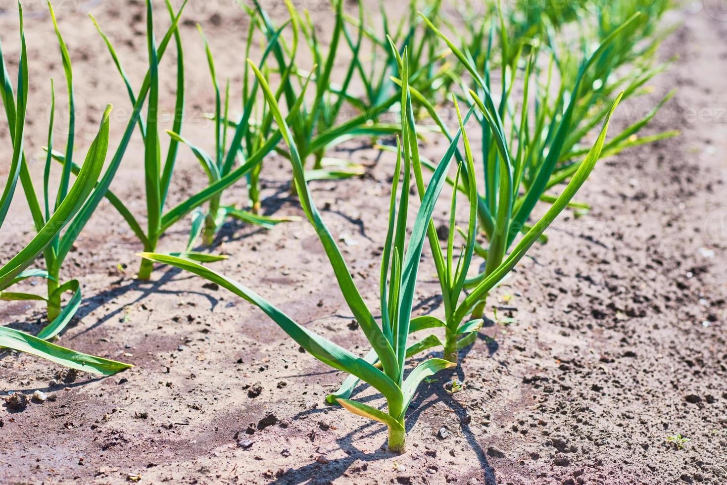 Onion plantation in farm garden in summer day photo