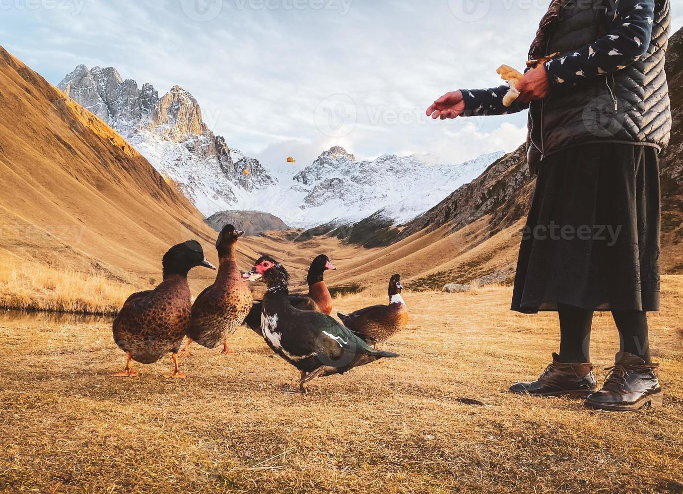 la mujer alimenta a los patos en la quinta temporada del famoso hotel de la casa de huéspedes en la ruta de senderismo del valle de juta en el parque nacional de kazbegi en otoño. destino de viaje de georgia y agricultura de fauna de flora rural foto