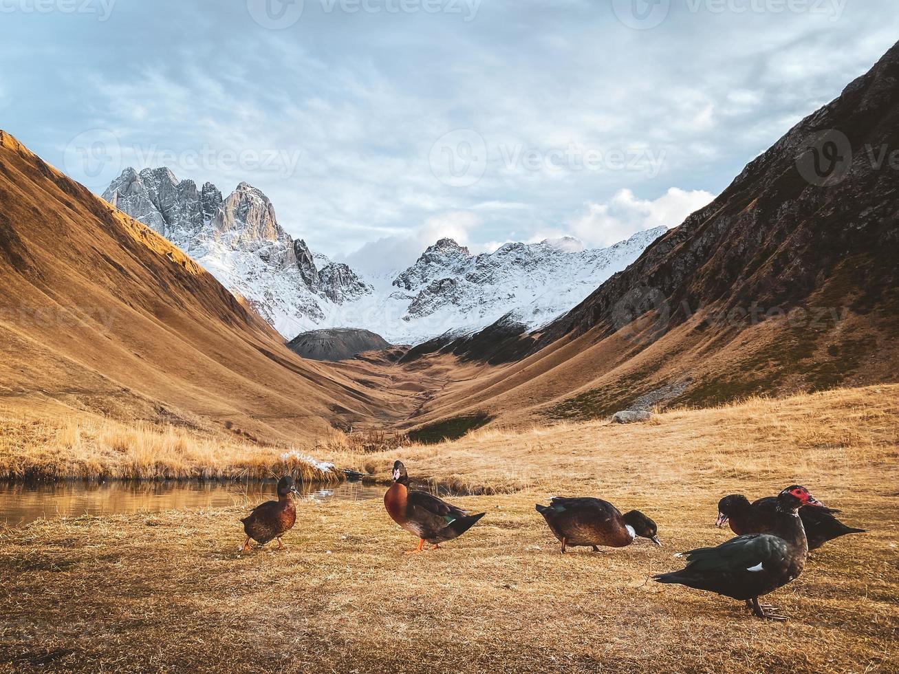 Patos coloridos de la famosa casa de huéspedes de la quinta temporada en la ruta de senderismo juta en el parque nacional kazbegi al aire libre en otoño. georgia destino de viaje y campo flora fauna foto