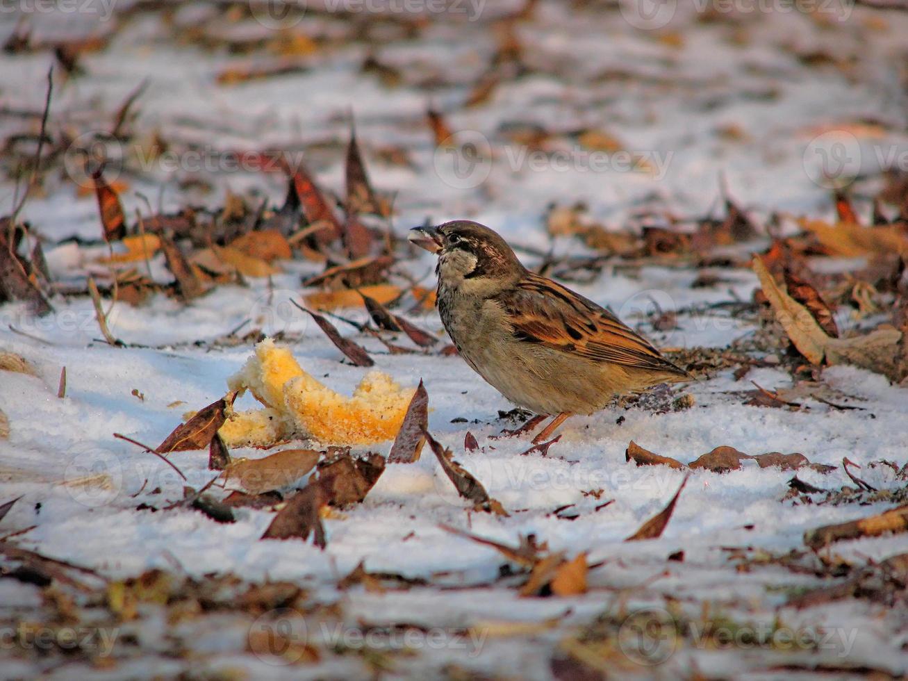 hungry sparrow with a piece of bread in winter, on snow, closeup photo