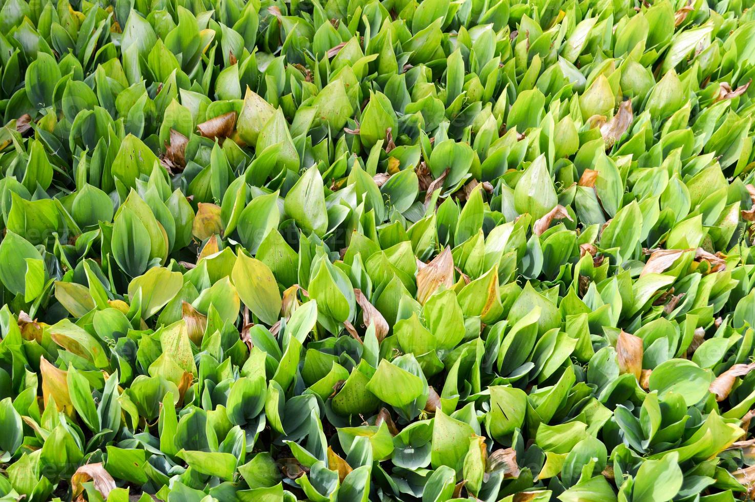 Texture of green fresh young plant sprouts of unblown lilies of the valley with green leaves of grass without flowers. The background photo