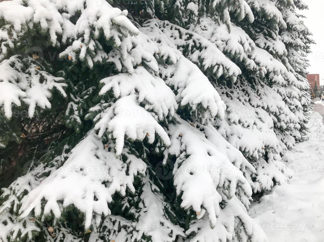 Winter texture with Christmas trees with branches festive covered with a thick layer of white cold shiny fluffy snow standing in a row like a fence in the forest. The background photo