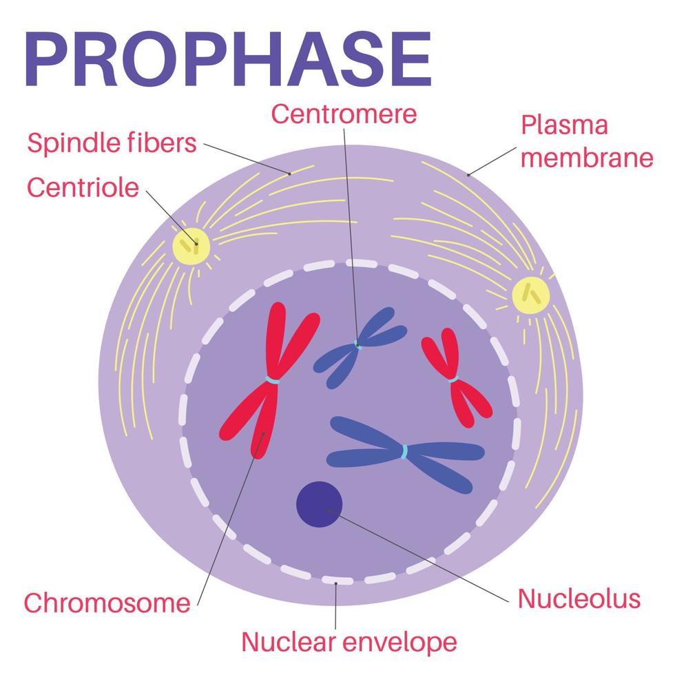 Prophase is the first stage of cell division 14268877 vector art at