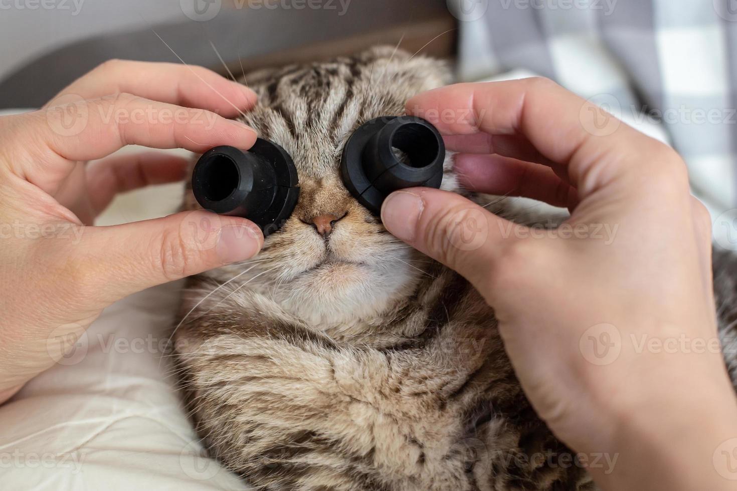 Scottish Fold cat in bewilderment, the owner's hands put two black objects to her eyes, as if they were glasses. Joking with pets. photo