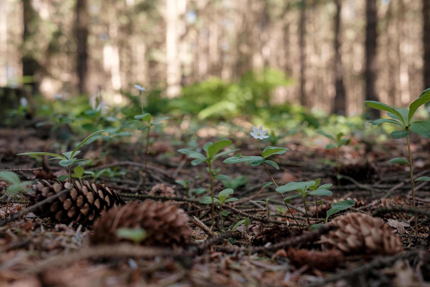 Dry cones lie on the ground among green plants in the forest, against a blurred background of trees. photo