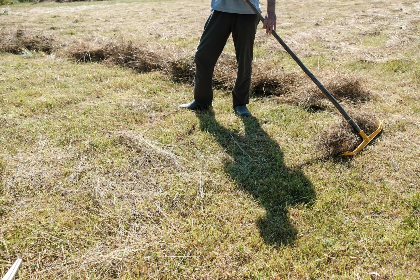 Man collects dried hay with a rake, in the village, on a summer day. Rural lifestyle. photo