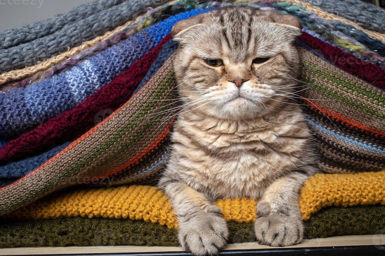 Dissatisfied cat Scottish Fold sits proudly in a stack of multi-colored, knitted scarves. Preparing for cold weather. photo