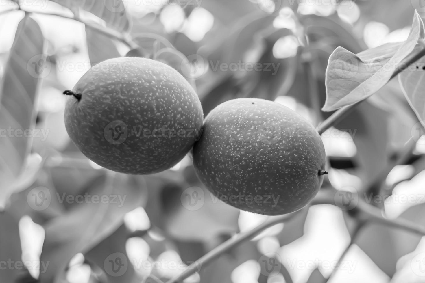 Photography on theme beautiful nut branch walnut tree photo