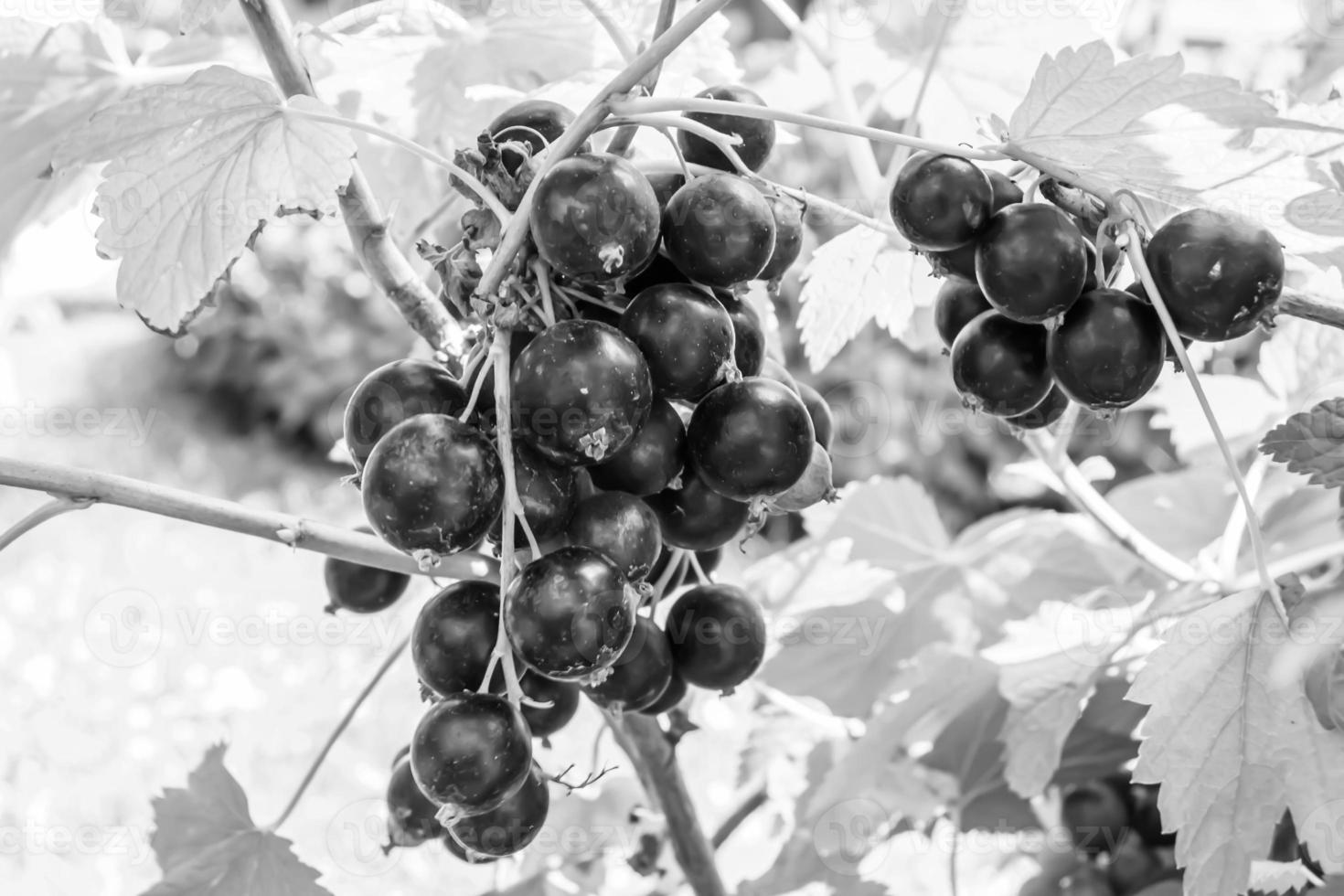 Beautiful berry branch black currant bush with natural leaves photo