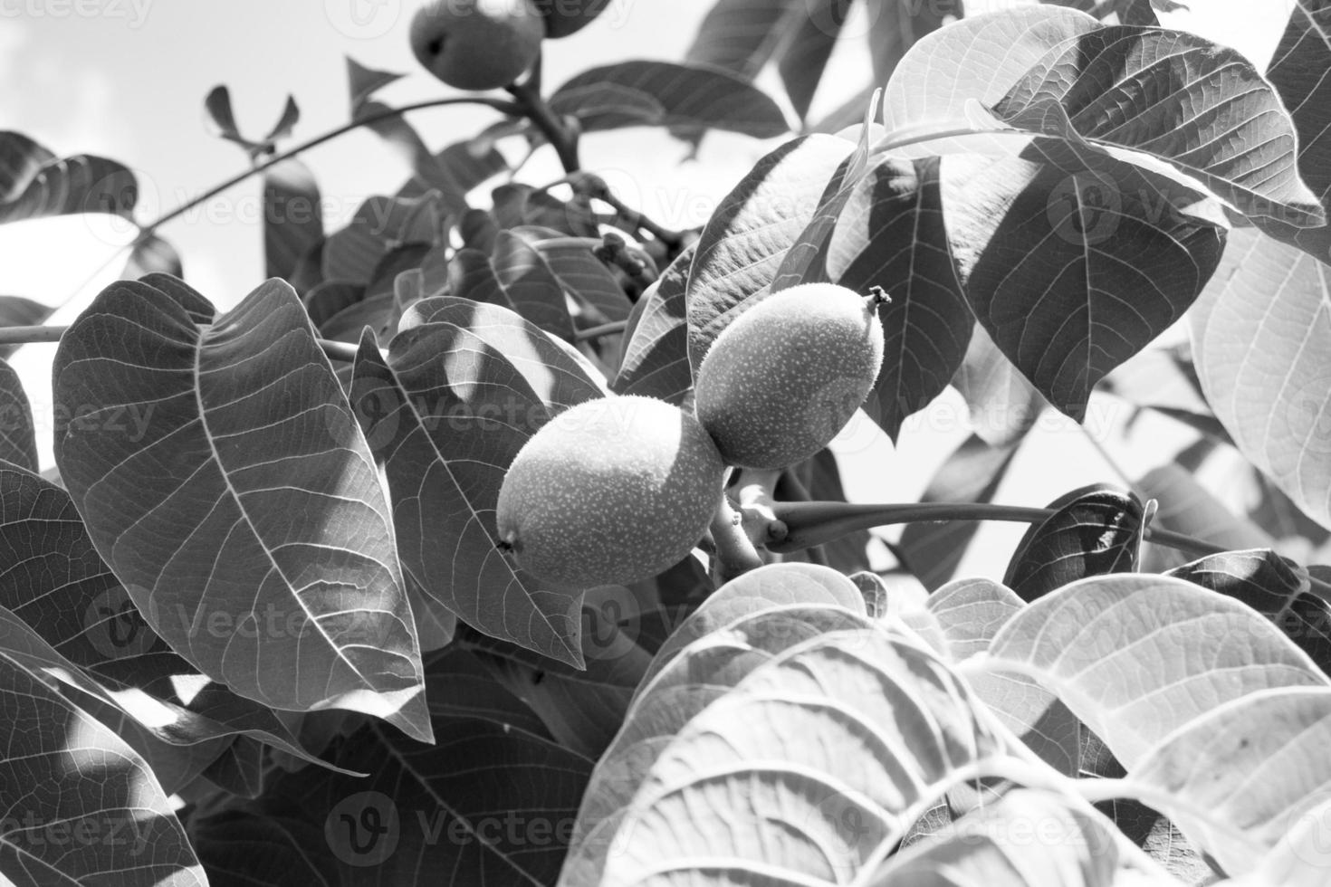 Photography on theme beautiful nut branch walnut tree photo