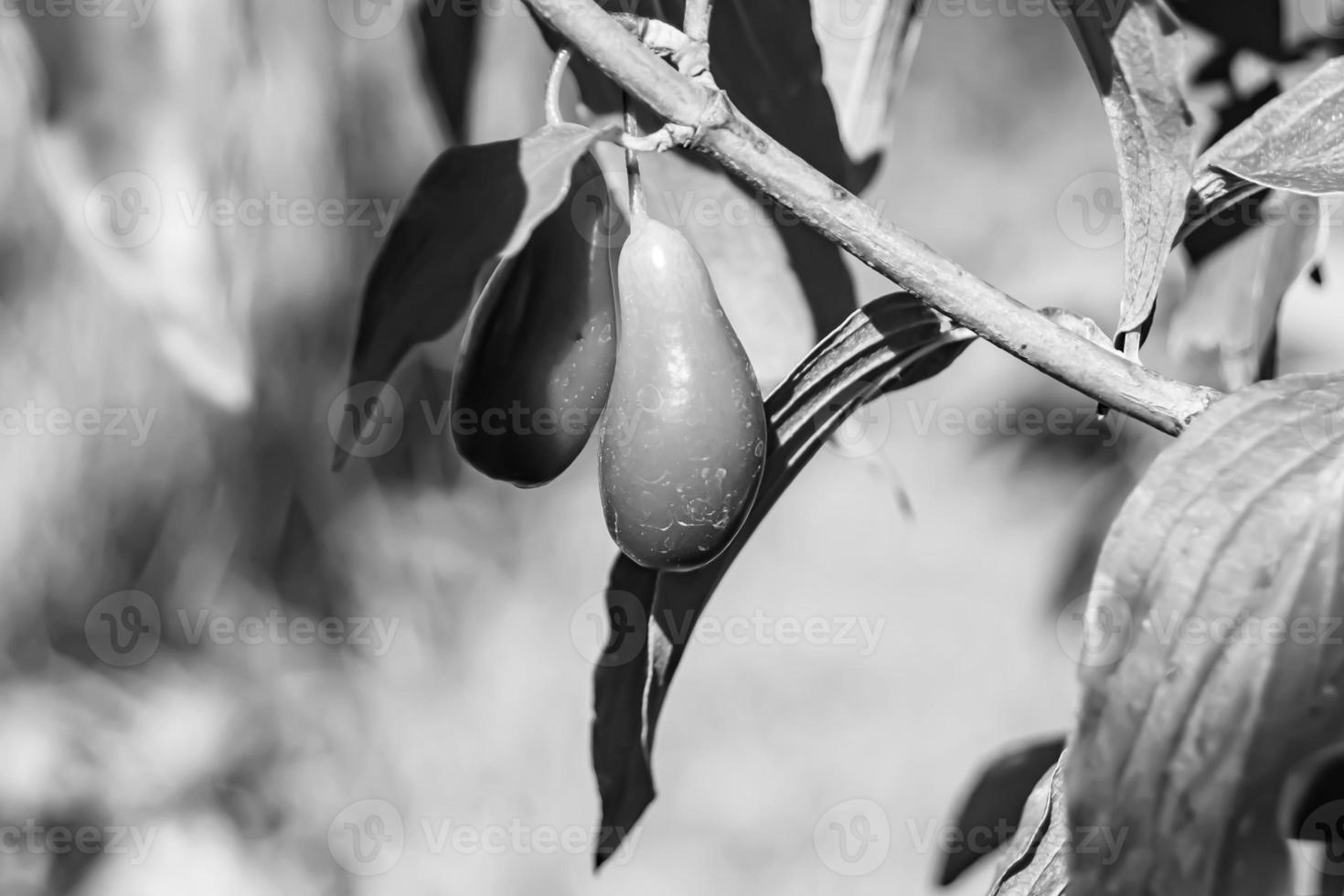 Photography to theme beautiful grow berry dogwood on background summer leaves photo