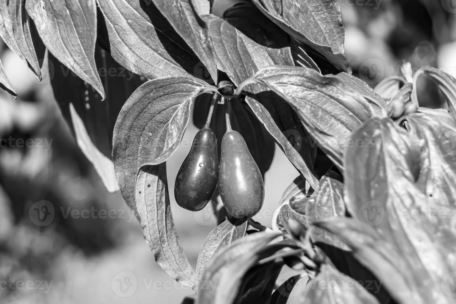 Photography to theme beautiful grow berry dogwood on background summer leaves photo