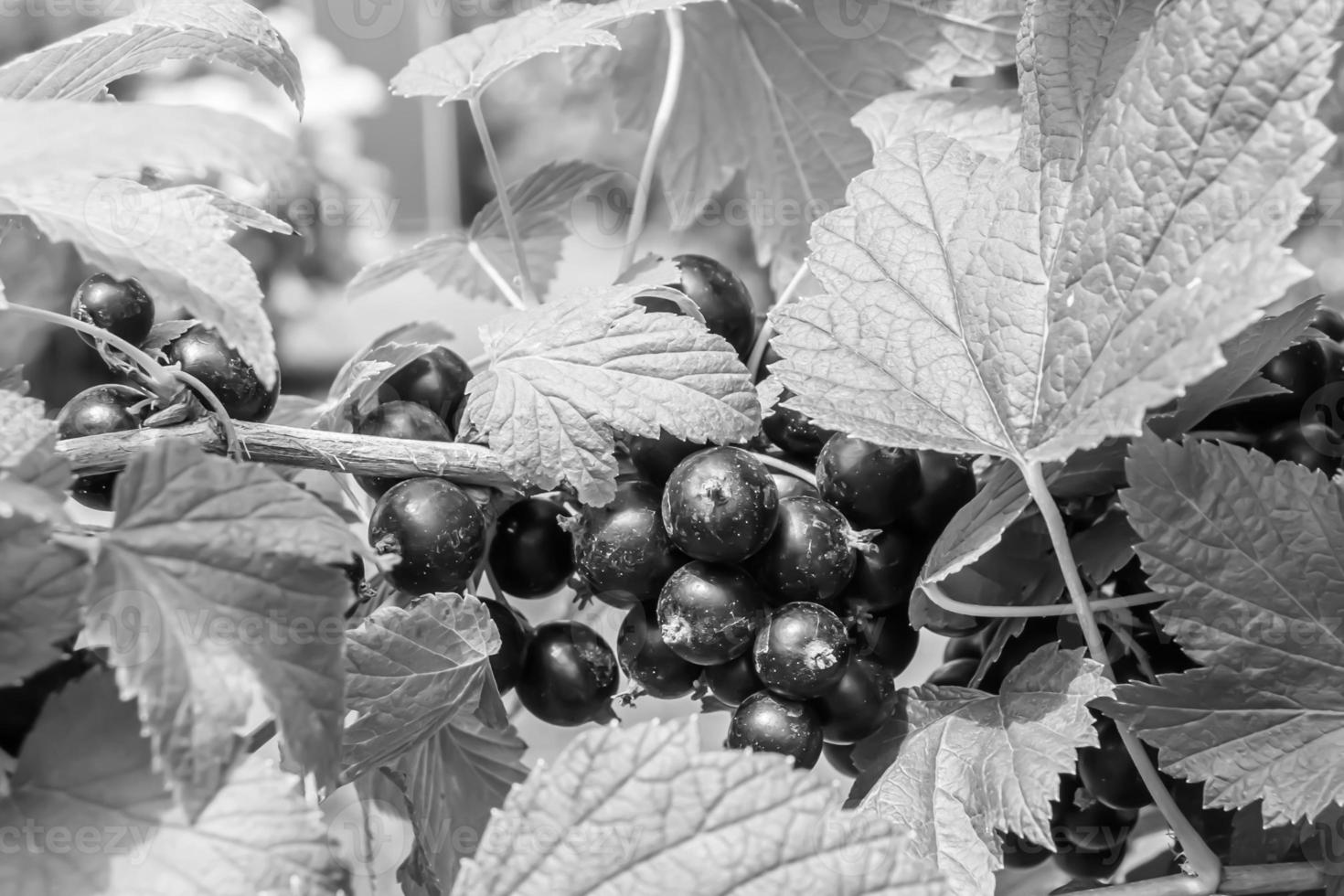 Beautiful berry branch black currant bush with natural leaves photo