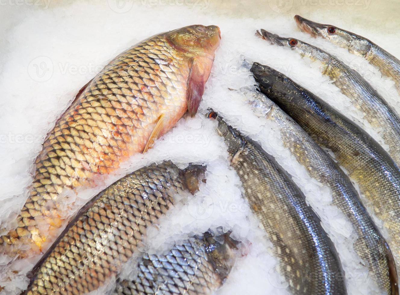 Fish shop. Sale of carp and pike. River fish. Chilled chazan on the counter. Fish in ice. Healthy diet. photo