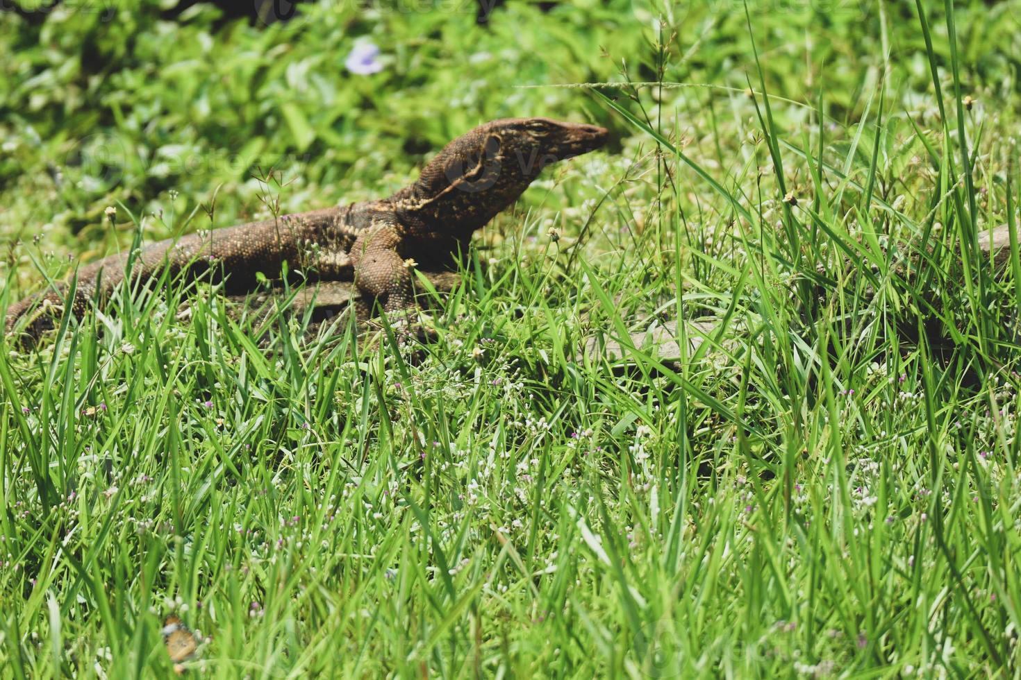 This is a photo of a salvator lizard or water monitor with the Latin name Varanus Salvator in a zoo.