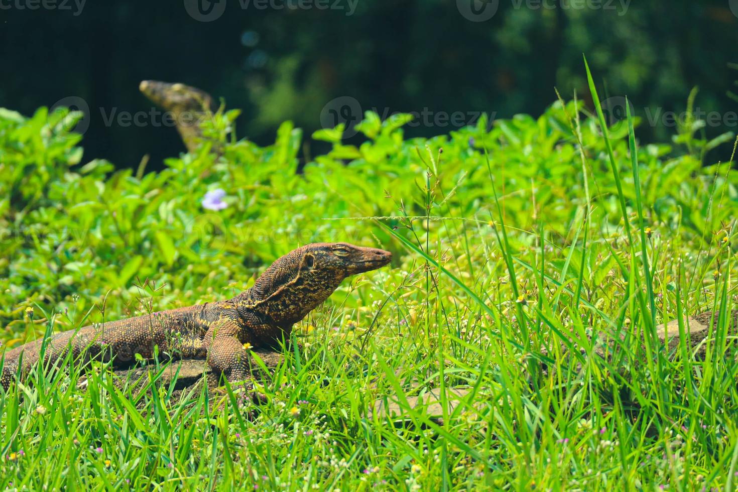 This is a photo of a salvator lizard or water monitor with the Latin name Varanus Salvator in a zoo.