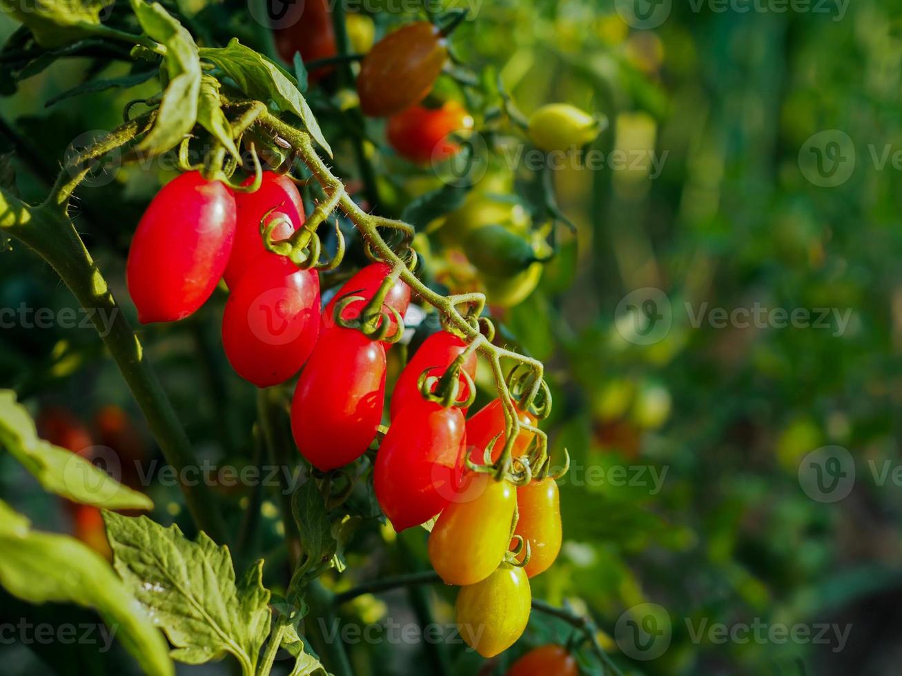 Growing tomato plants in the morning with beautiful nature light for advertising photo