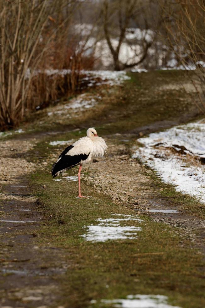 cigüeña y primavera temprana con nieve, cigüeña migratoria, pájaros en ucrania. foto