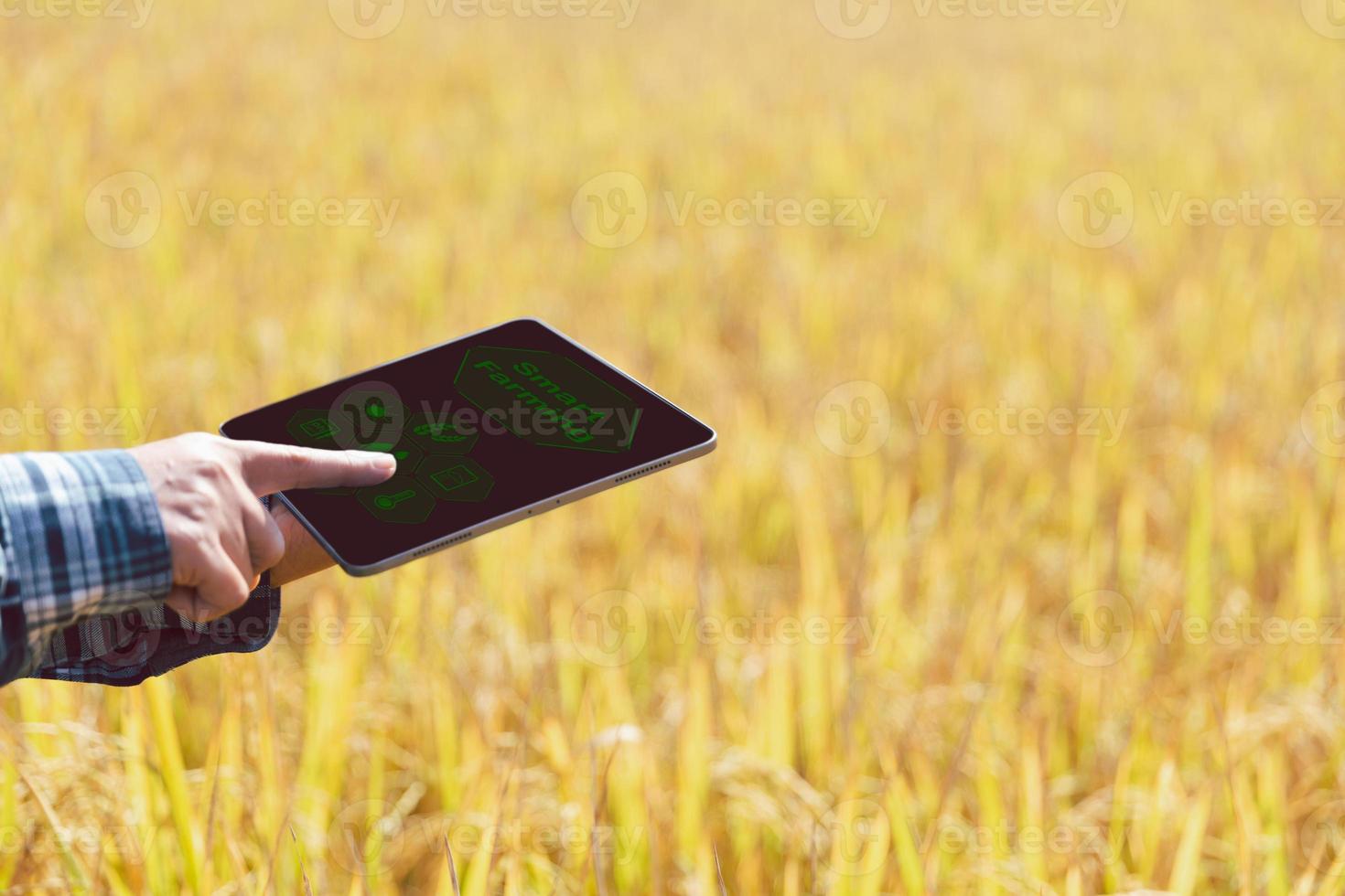 Smart Farming with Internet of Things, IoT concept. Agriculture and modern technology are used to manage crops. Analysis of insights such as weather, soil conditions and environmental. crop rice field photo
