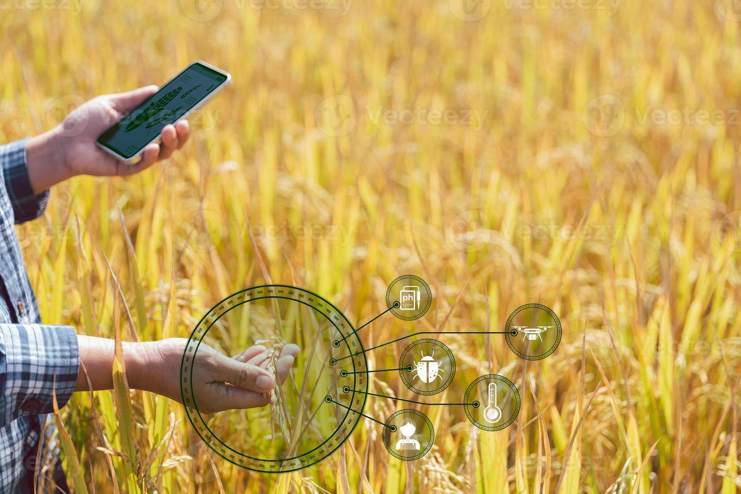 Smart Farming with Internet of Things, IoT concept. Agriculture and modern technology are used to manage crops. Analysis of insights such as weather, soil conditions and environmental. crop rice field photo