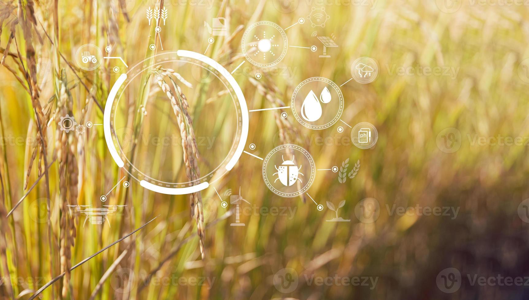 Smart Farming with Internet of Things, IoT concept. Agriculture and modern technology are used to manage crops. Analysis of insights such as weather, soil conditions and environmental. crop rice field photo