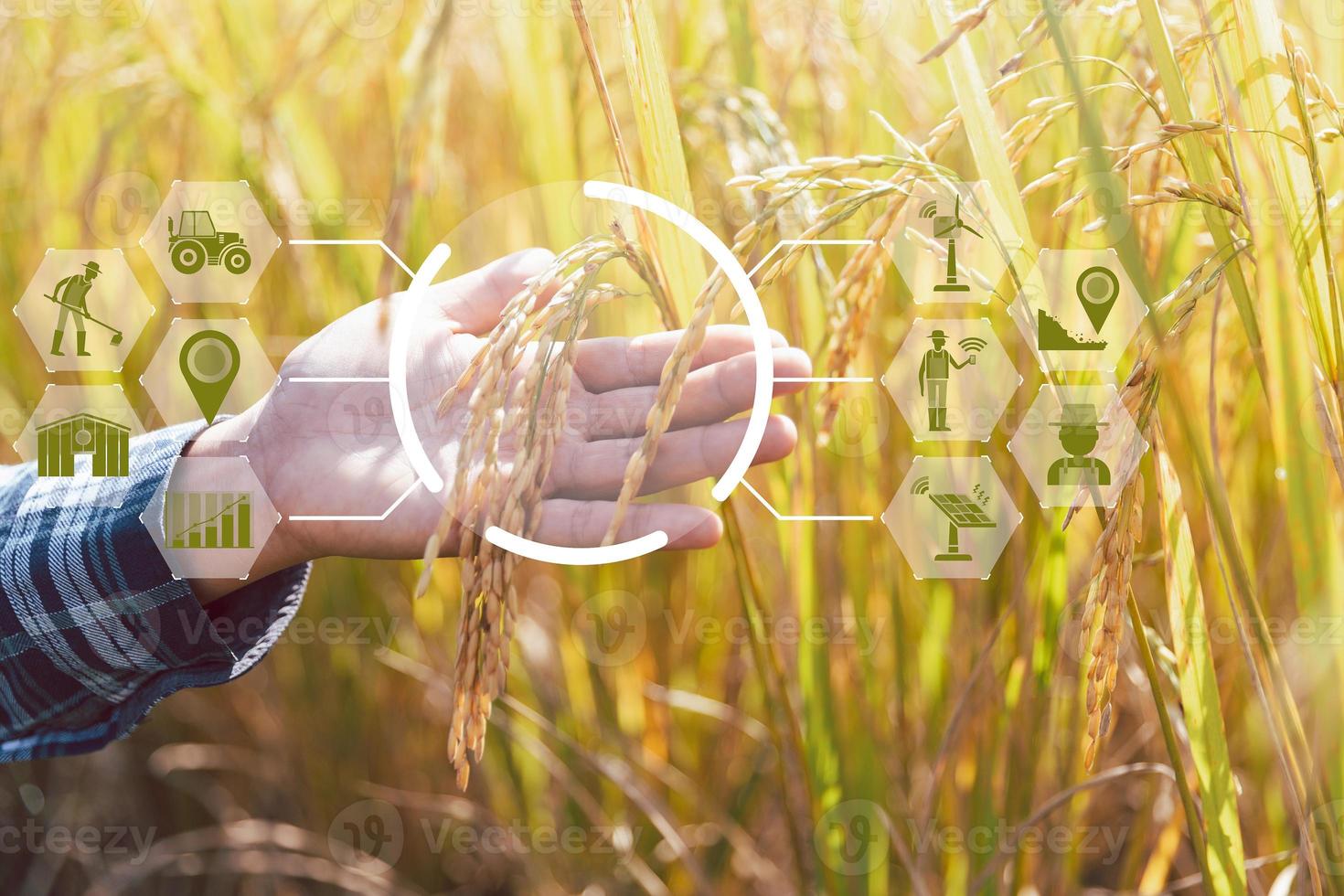 Smart Farming with Internet of Things, IoT concept. Agriculture and modern technology are used to manage crops. Analysis of insights such as weather, soil conditions and environmental. crop rice field photo
