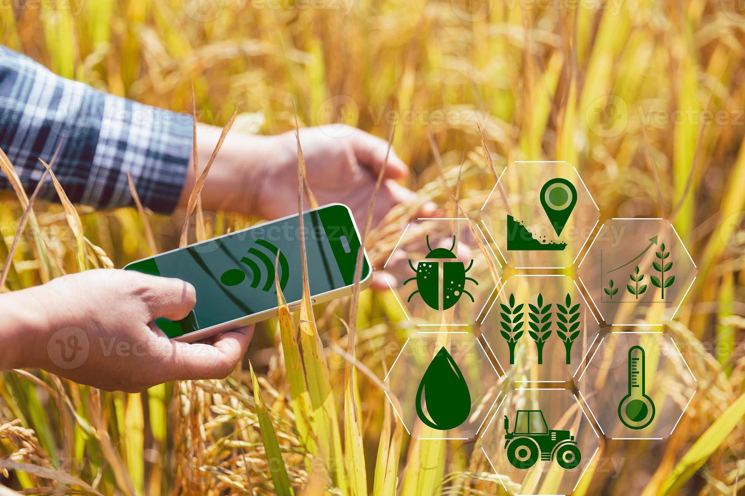 Smart Farming with Internet of Things, IoT concept. Agriculture and modern technology are used to manage crops. Analysis of insights such as weather, soil conditions and environmental. crop rice field photo