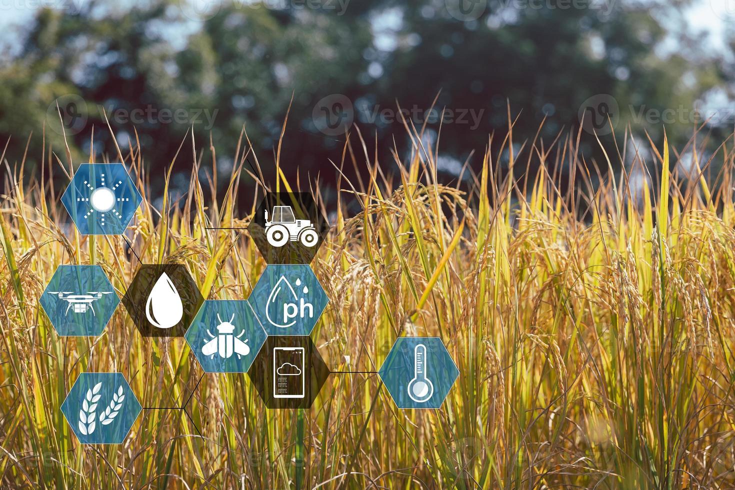Smart Farming with Internet of Things, IoT concept. Agriculture and modern technology are used to manage crops. Analysis of insights such as weather, soil conditions and environmental. crop rice field photo