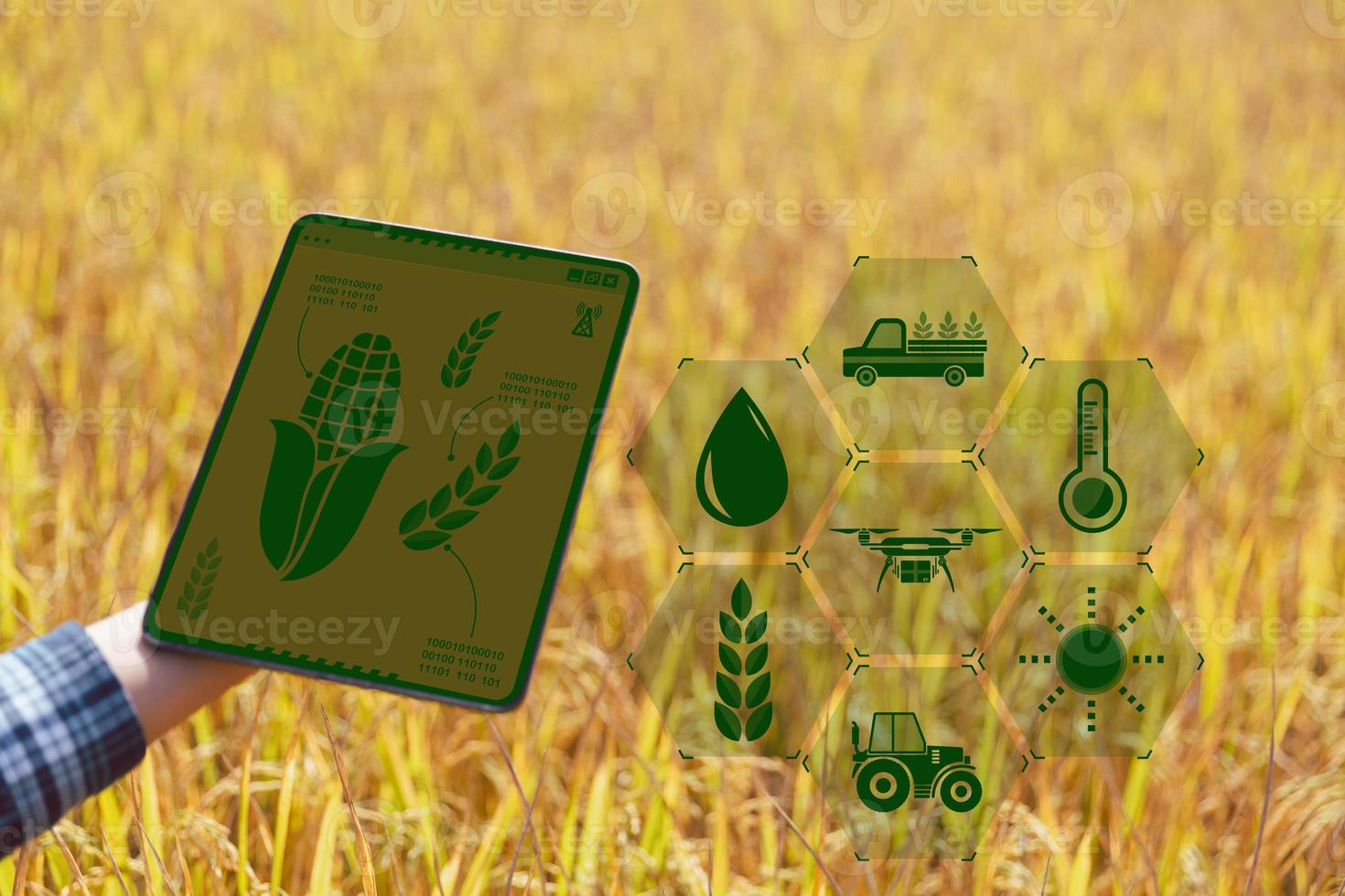 Smart Farming with Internet of Things, IoT concept. Agriculture and modern technology are used to manage crops. Analysis of insights such as weather, soil conditions and environmental. crop rice field photo