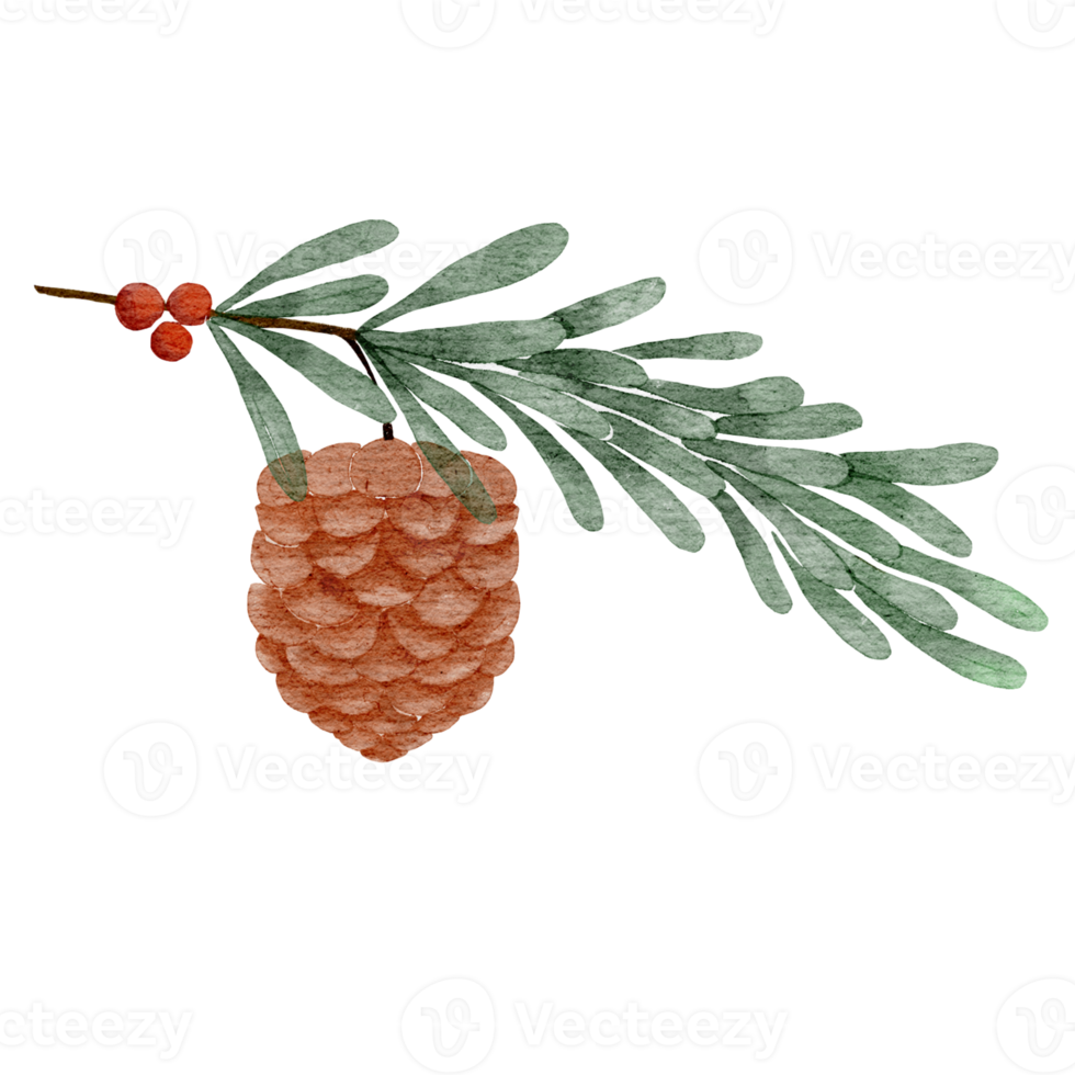 Pine Watercolor Illustration png