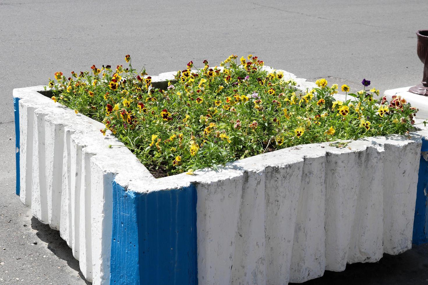 Square concrete stone old wretched ugly Soviet flower bed painted with whitewash, Russian landscape design photo