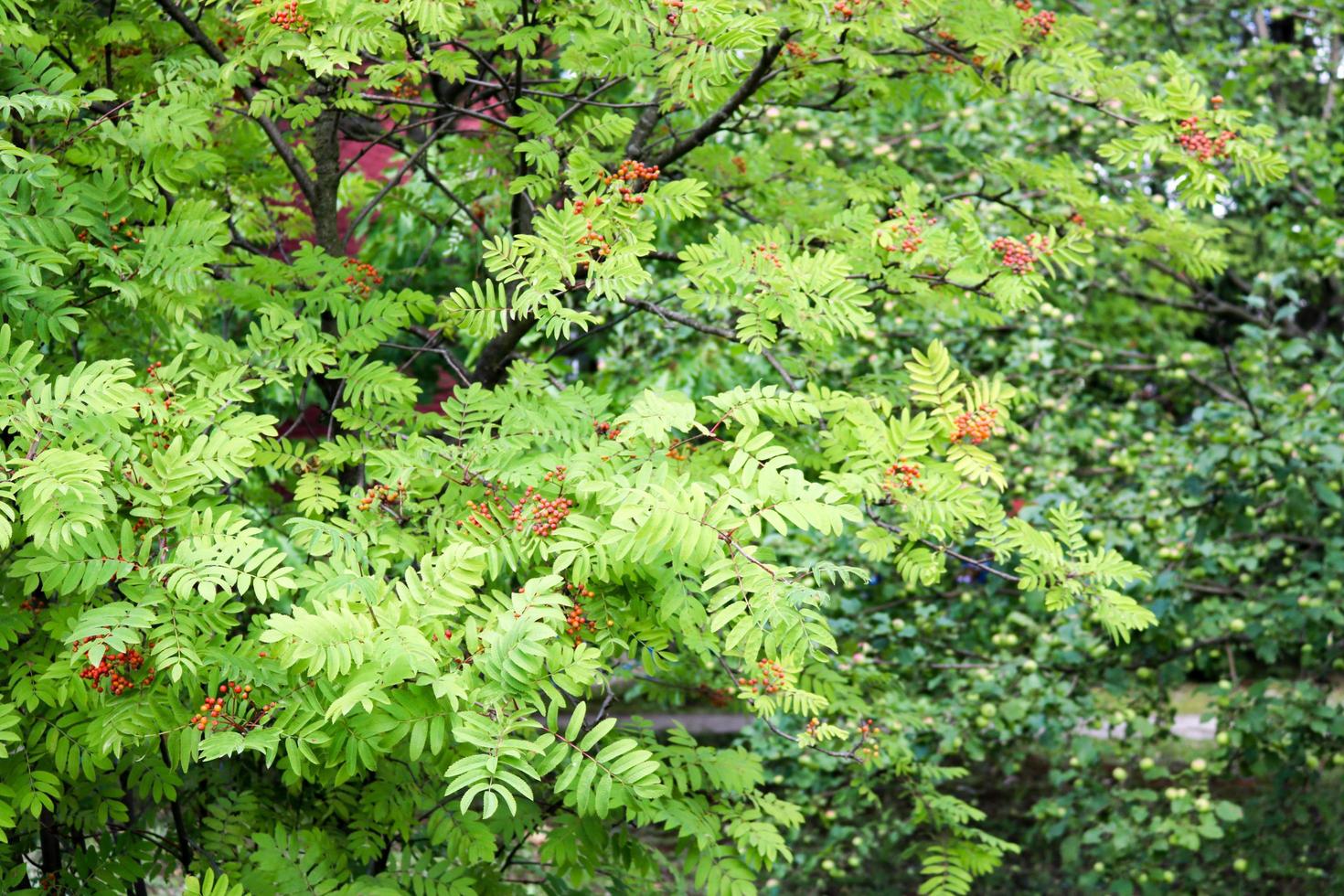 Texture of green carved leaves of bush plant of red ashberry with berries. The background photo