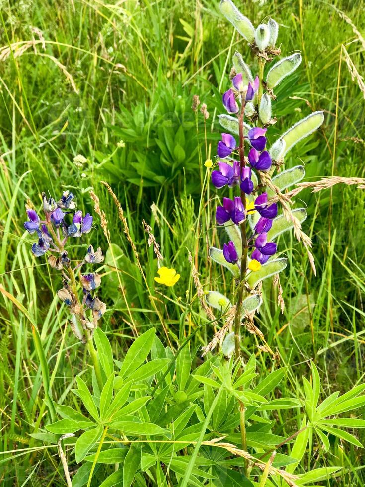 Violet natural flowers with small fluffy buds petals with buds in green grass photo