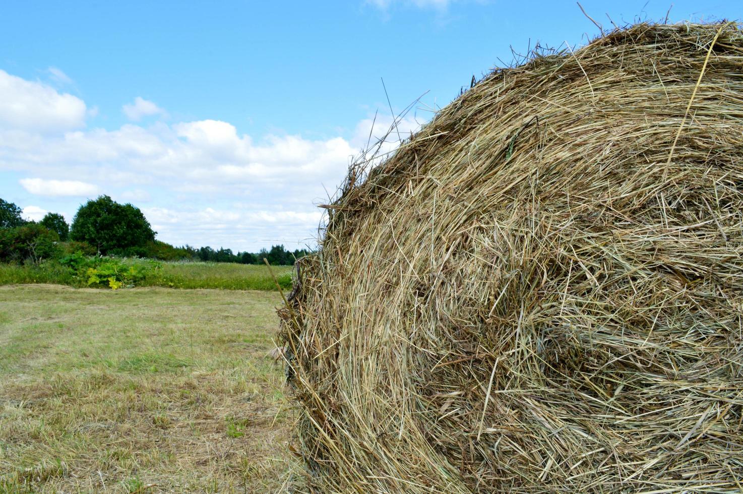 The texture of a round natural dried dry haystack of straw is a dry grass in a village on a farm against a blue sky with clouds. Harvesting of animal feed. The background photo