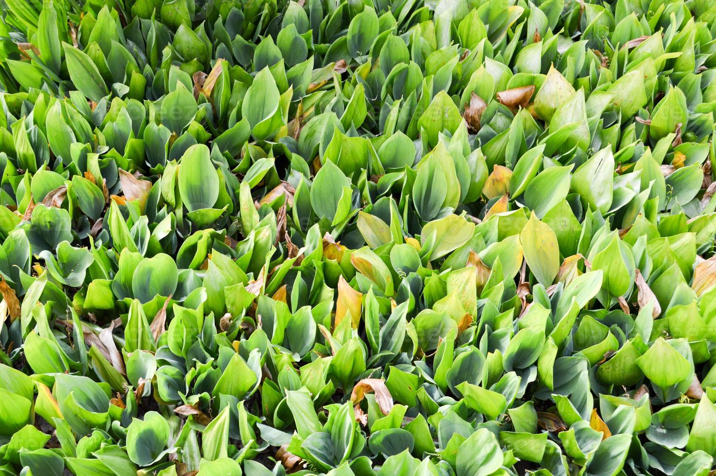 Texture of green fresh young plant sprouts of unblown lilies of the valley with green leaves of grass without flowers. The background photo