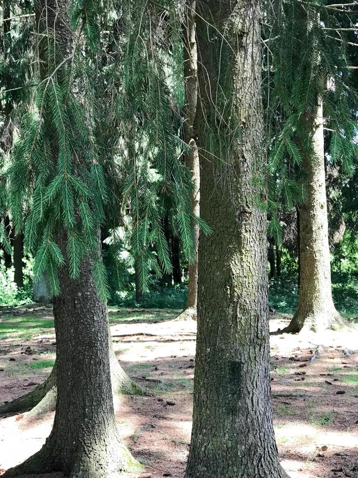 Two spruce trees with powerful trunks and green needles in a coniferous forest photo