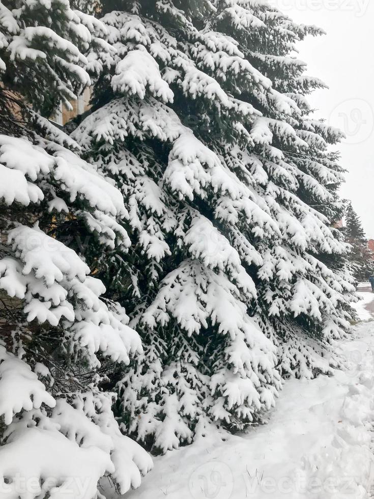 Winter texture with Christmas trees with branches festive covered with a thick layer of white cold shiny fluffy snow standing in a row like a fence in the forest. The background photo