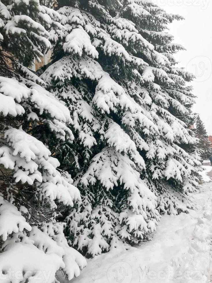 textura invernal con árboles de navidad con ramas festivas cubiertas con una gruesa capa de nieve blanca, fría, brillante y esponjosa, de pie en una fila como una valla en el bosque. el fondo foto