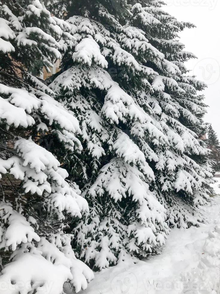 Winter texture with Christmas trees with branches festive covered with a thick layer of white cold shiny fluffy snow standing in a row like a fence in the forest. The background photo