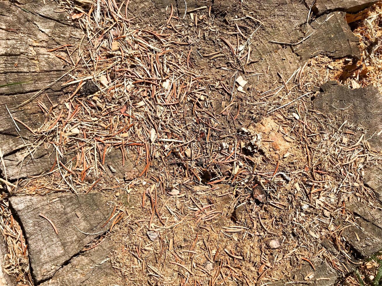 The earth, spruce natural brown pine cones and casting molds and copy the place in the coniferous forest against the background of a cracked tree photo