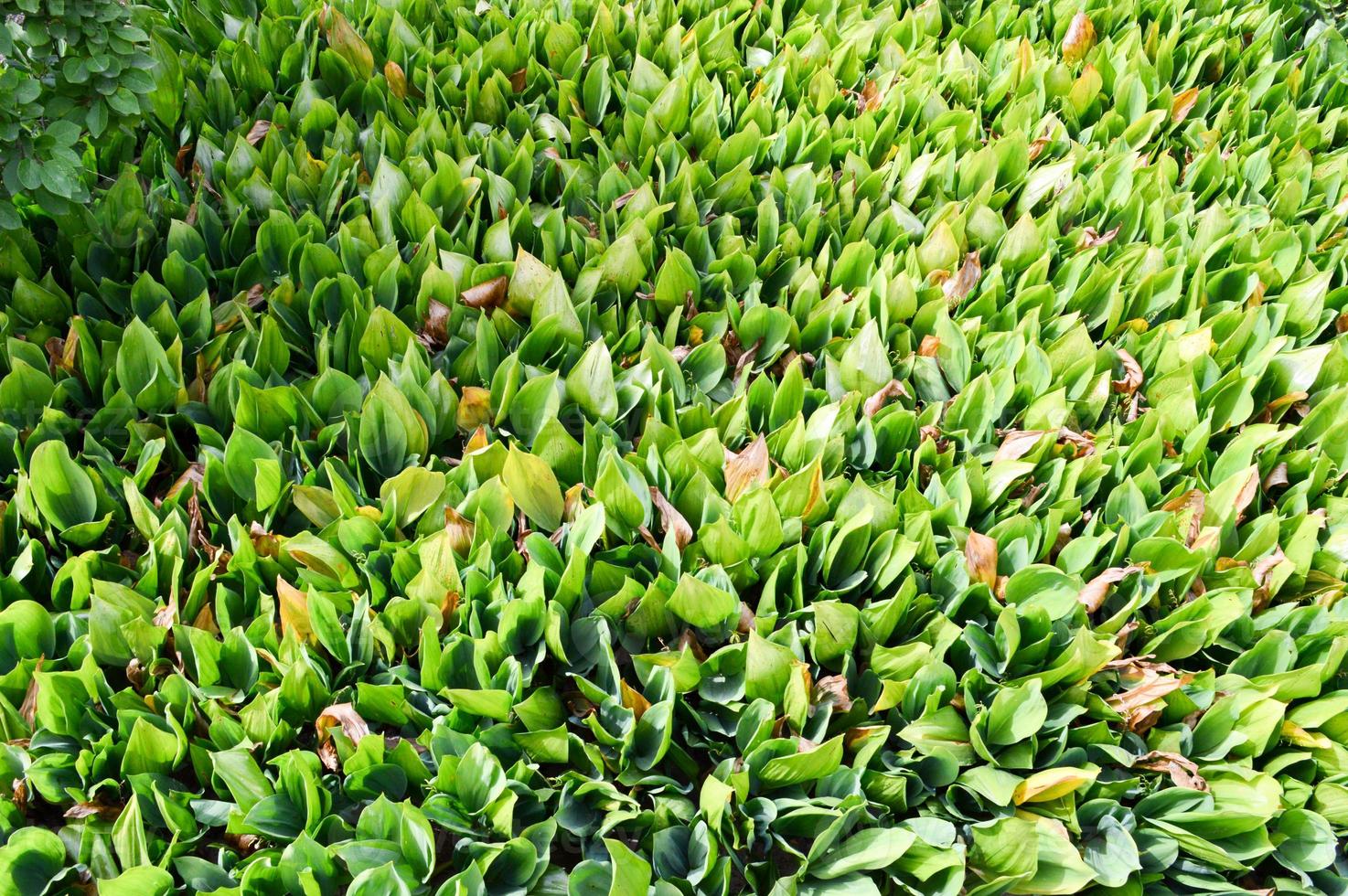 Texture of green fresh young plant sprouts of unblown lilies of the valley with green leaves of grass without flowers. The background photo