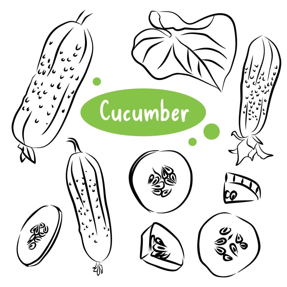 Hand drawn colorful cucumber. Set sketches with cut cucumber, slice, leaf and flower. Vector illustration.